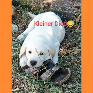 Labrador Welpen Showlinie freuen sich über netten Besuch