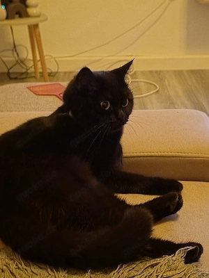 bkh katze 