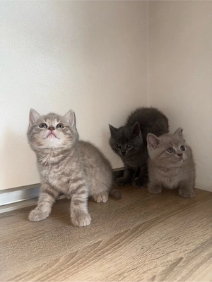 babykatzen 