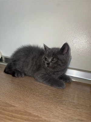 babykatze 