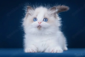 Schöne männliche und weibliche Ragdoll-Kätzchen 