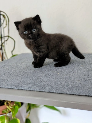 2 Kater kitten, bald in gute Hände abzugeben 