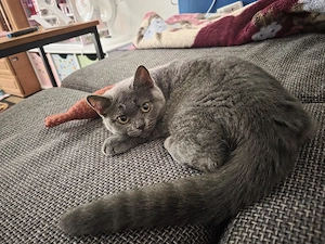 Süßes BKH Katzenmädchen sucht ein liebevolles Zuhause. NUR HEUTE: Kätzchen für 350   zum Abholen!