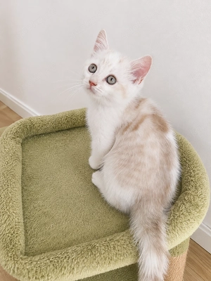 Britisch Kurzhaar Mix Kitten 