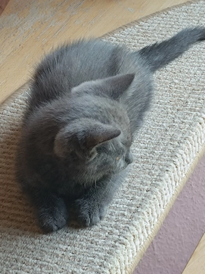 BKH Kitten, Mutti reinrassig, Vater - mischlung, suchen neue Liebe ins neue Familie.