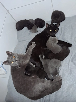 Edelmix Kitten Bombay Bkh Baby Kätzchen 