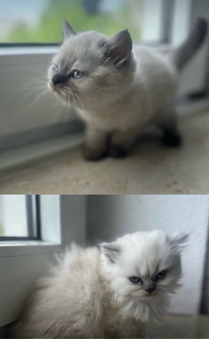 zwei männliche BKH Katzen