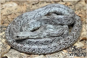 Adultes Kornnattermännchen: Sunkissed Cinder - proven breeder