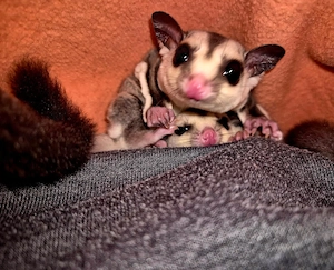 Sugar glider 