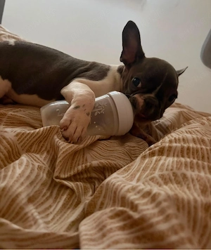 Französische Bulldoggen Dame abzugeben  