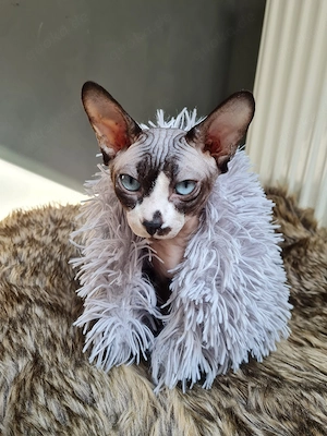 Verschmustes liebevolles Sphynx Pärchen 