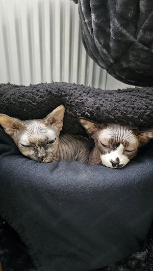 Verschmustes Sphynx Pärchen sucht liebevolles Zuhause auf Lebenszeit 