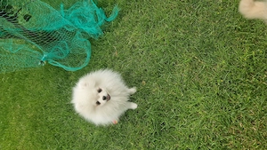 Pomeranien Boo sucht neuen Kuschelplatz