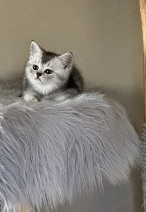 Wunderschöner Bkh Kater in silver 