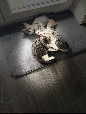 babykatzen