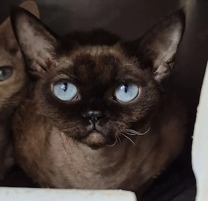 Kitten Devon Rex reinrassig mit Stammbaum .