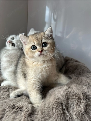 BKH Kitten Männchen 