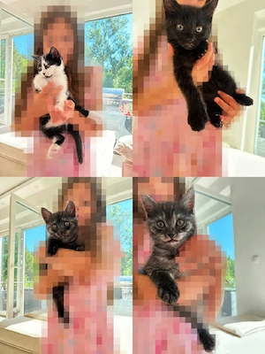 4 BKh kitten in 2 wodhen abgabebereit 