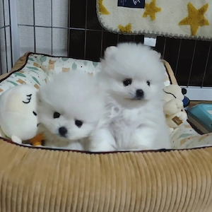 Desy und Pellie Pomeranian-Welpen (männlich und weiblich) zur Adoption