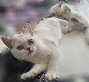 Kittys BKH Kitten Kätzchen 