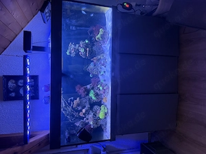 Komplettes Meerwasseraquarium 240 L