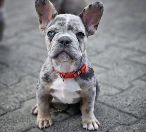 Französische Bulldogge 