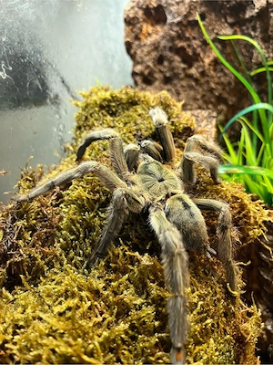 psalmopoeus cambridgei 