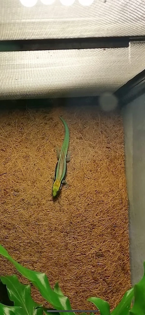 Blauer Bambustaggecko