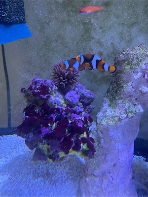 clown fisch pärchen mit anemone auf ein groses lebendgestein