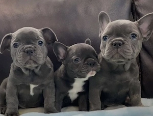 Französische Bulldoggen WELPEN 