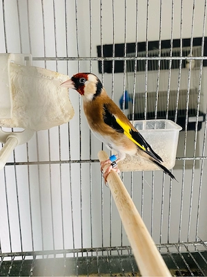 stiglitze 
