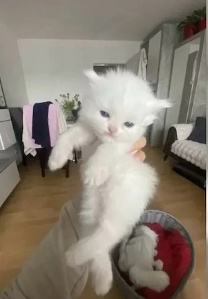 Unsere süßen Perser-Kitten suchen bald ein liebevolles Zuhause