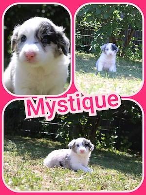 Border Collie Welpen zu verkaufen 