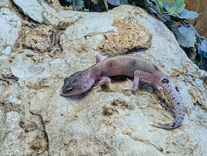 leopardgeckos ENZ 26 