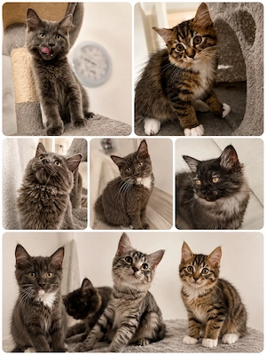 6 süße BLH-Ragdoll-Mix-Kitten   12 Wochen und abgabebereit
