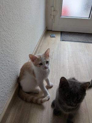 süße kleine Kätzchen 