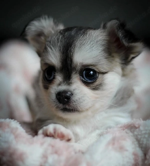 Charmante Chihuahua-Welpen auf der Suche nach ihrem 