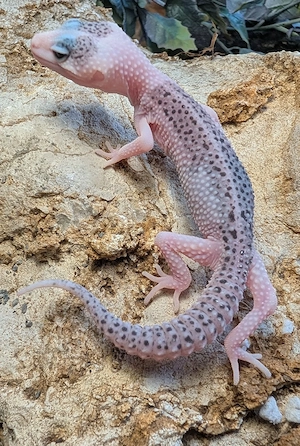Leopoldgeckos ENZ 26 
