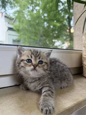 Britisch Kurzhaar Kitten suchen ein liebevolles Zuhause 