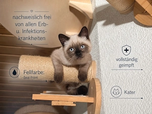 BKH Kitten Kater Abgabebereit 