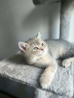 BKH kitten 