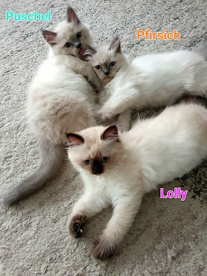Heilige Birma & Ragdoll Edelmix Kitten Abgabebereit! 