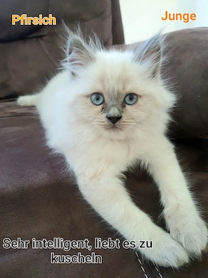 Heilige Birma & Ragdoll Edelmix Kitten Katzen Abgabebereit! 