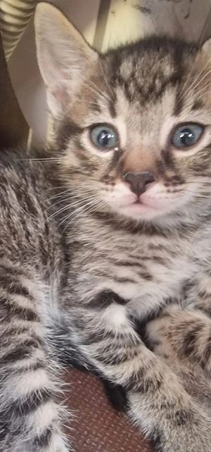 1 Süßer Kitten Junge such schönes Zuhause 