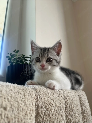    Wunderschöne BKH-Kitty sucht ihr Für-immer-Zuhause   