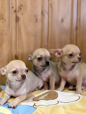 Chihuahua Welpen