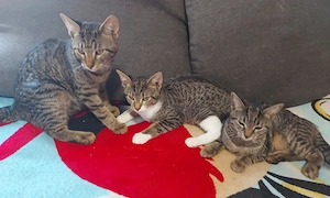 4 liebevolle EKH-Kitten (5 Monate) suchen ihr Für-Immer-Zuhause gegen Schutzgebühr