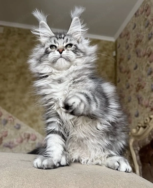 Reinrassige Maine coon babys