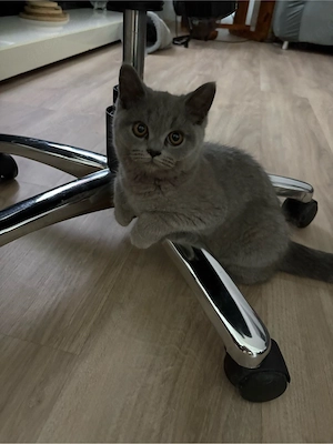 BKH Kitten suchen neues Zuhause
