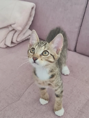 Verschmustes Katzenkind (BKH) sucht neuen Dosenöffner
